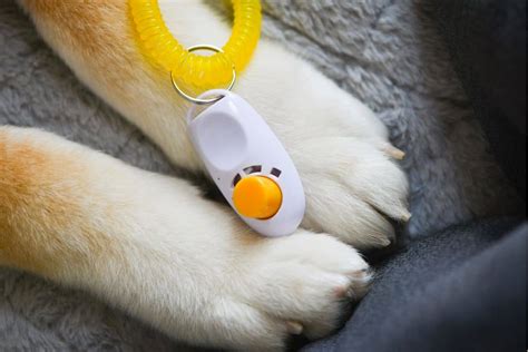 Image result for Clicker Trainer