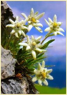 fiore edelweiss edelweiss stella alpina fiore edelweiss edelweiss stella alpina