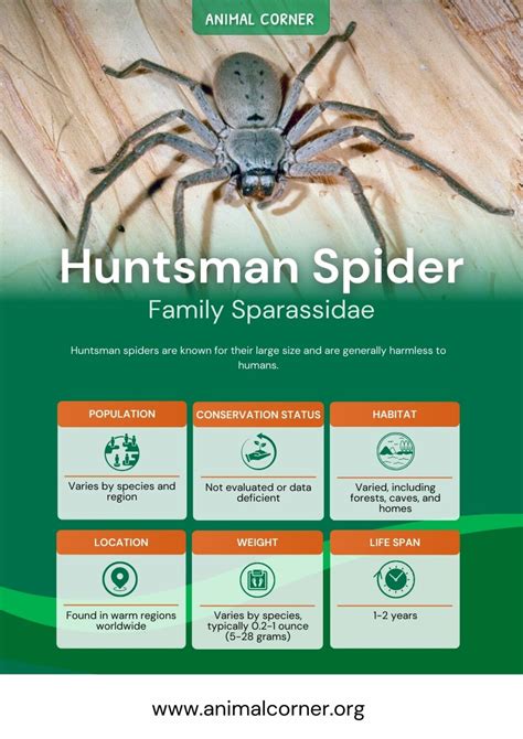 Huntsman Spider - Facts, Bite & Habitat Information