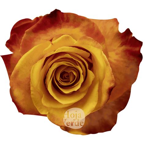 Silantoi - Hoja Verde