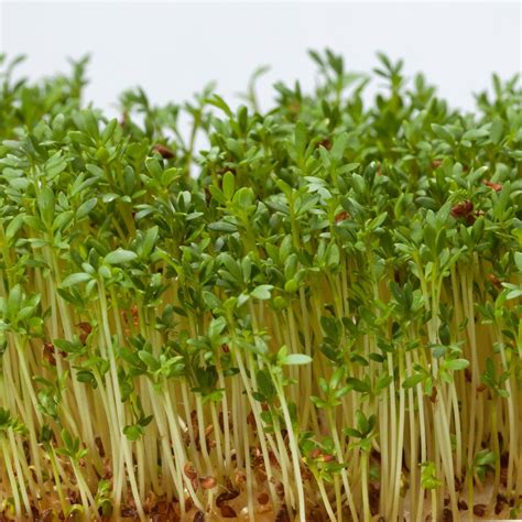 Alfalfa Sprouts Seeds