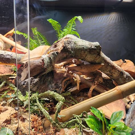 Image result for Bioactive Ball Python Tank