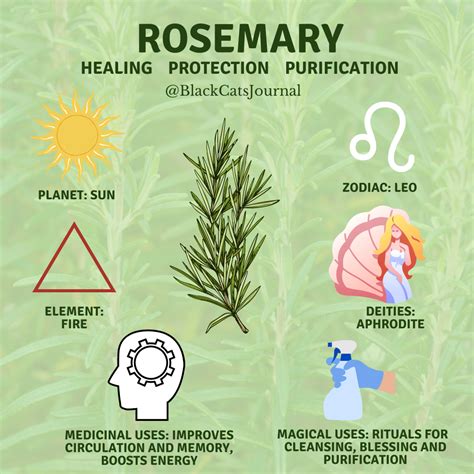 Top 10 benefits of rosemary tea how to make rosemary tea – Artofit
