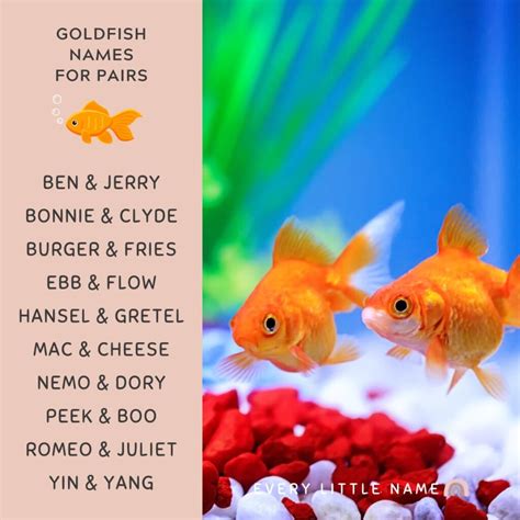 230+ Best Goldfish Names (Adorable, Funny, and Cool) - Every Little Name