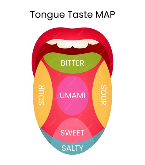 Premium Vector | Human Tongue Taste MAP Illustration