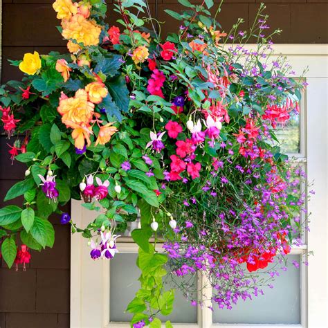 Hanging Basket Plants For Balcony at Ruby Black blog