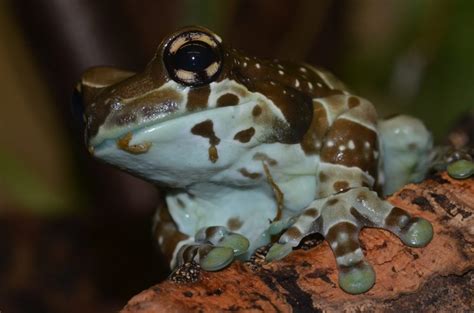 Image result for Tree Frog Catching