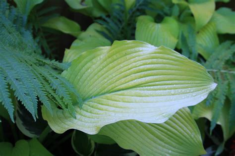 Hosta 'Sun Power' - Gardening in the Shade