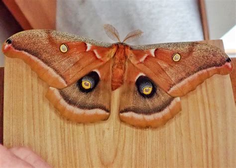 Antheraea polyphemus (Polyphemus Moth) – 10,000 Things of the Pacific ...