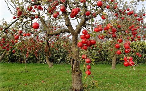 Apple Tree 的图像结果