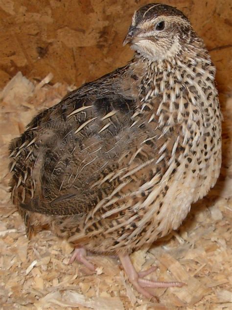 The Ultimate Comprehensive Coturnix Color Guide | BackYard Chickens ...