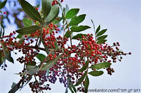 Schinus terebinthifolia - פלפלון דמוי-אלה, Brazilian Pepper Tree ...
