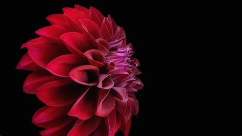 Red And Black Flower Wallpapers