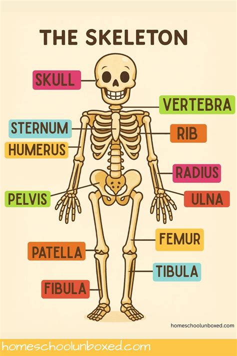 Human Skeleton Diagram Printables for Kids