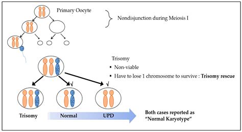 Prenatal Diagnosis of Uniparental Disomy in Cases of Rare Autosomal ...