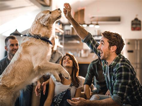 Image result for Labrador Tricks