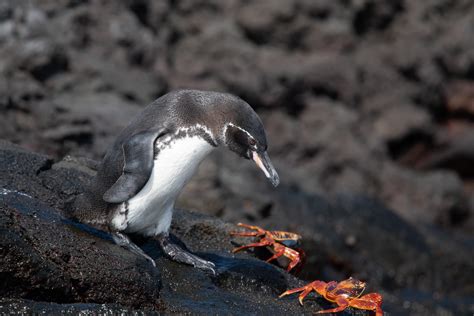 Images Of Penguins Eating