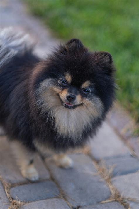 Black And Brown Pomeranian Dog
