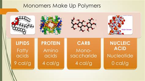 Chapter 5 The Structure and Function of Large Biological Molecules ...