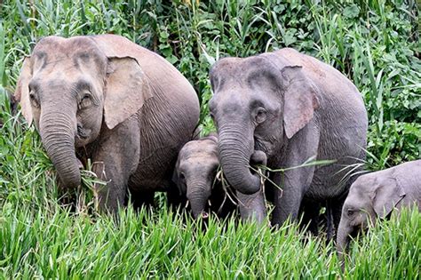 Pygmy Elephant Company at Leroy Gonzales blog