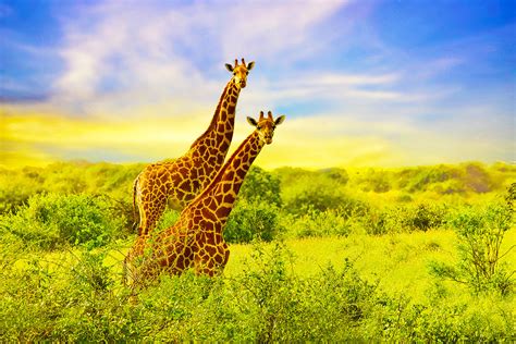 Tallest Giraffe In The World