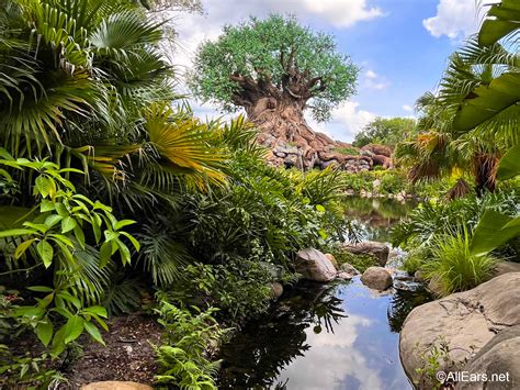 NEWS: Unexpected Construction Hits Disney's Animal Kingdom - AllEars.Net