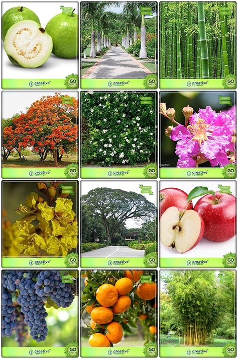 Creative Farmer Garden Seeds Combo Tree Seeds & Fruit : Apple, Grape ...