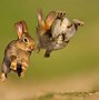 Image result for Funny Cats and Rabbits