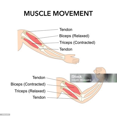 Muscle Movement Biceps Triceps Motion Anatomy Biceps Flexion Extension ...