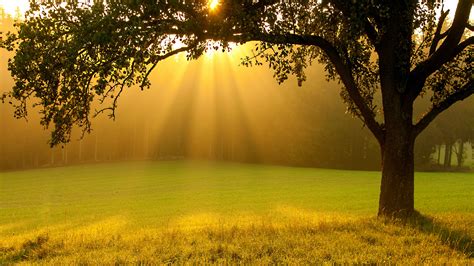 Download wallpaper greens, summer, grass, the sun, rays, light, trees ...