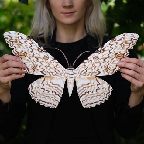 'Giant White Witch' Moth - Moth & Myth