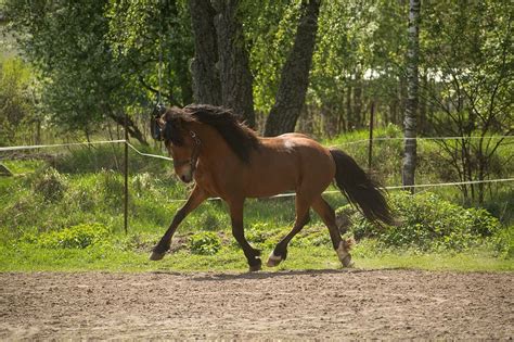 HOUSE OF HORSES EQUESTRIAN CENTER (2026) All You Need to Know BEFORE ...