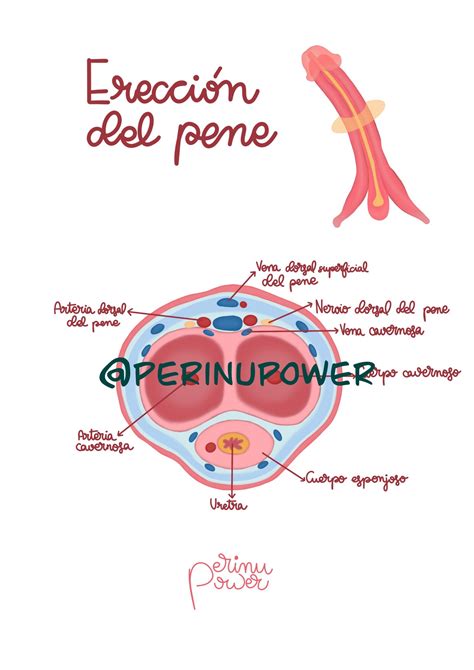 ERECCIÓN DEL PENE - Perinu Power - Láminas sexualidad