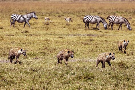 Animating the Carbon Cycle: Earth’s animals vital allies in CO2 storage