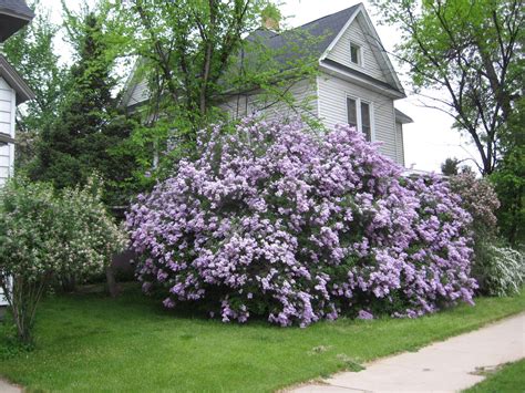 How To Trim A Lilac Bush Into A Tree at Karima Parker blog