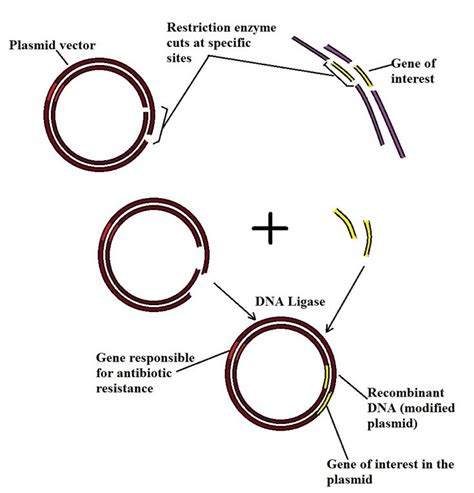Recombinant DNA Technology Steps 的图像结果