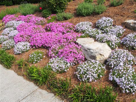 Phlox Ground Cover