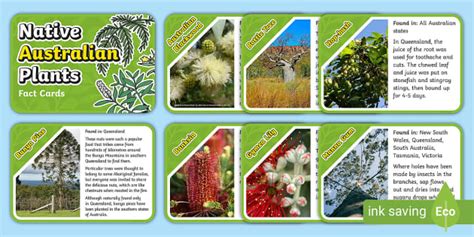 Australian Plants Information Cards — Ages 7–11 - Twinkl