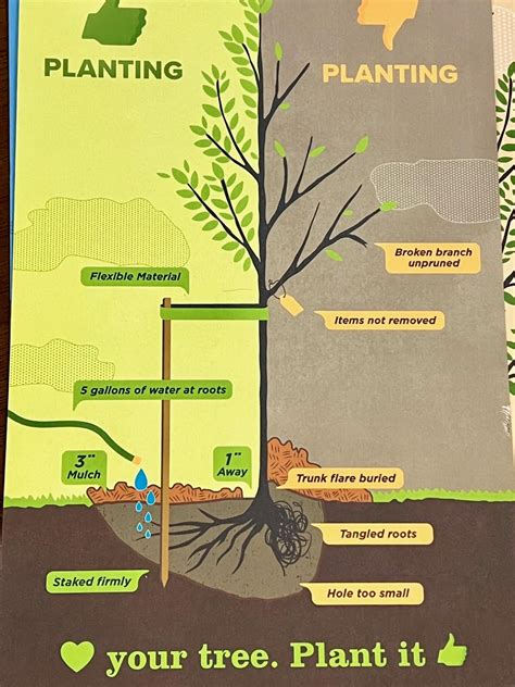 Image result for Proper Tree-Planting