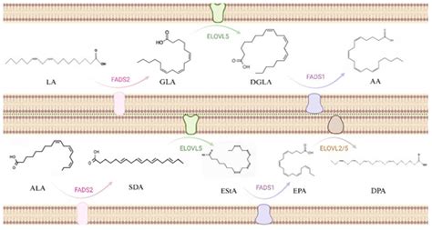 Mode and Mechanism of Action of Omega-3 and Omega-6 Unsaturated Fatty ...