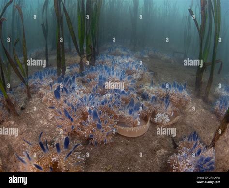 Upside-down jellyfish, Cassiopea sp., thrive amid a seagrass bed in ...