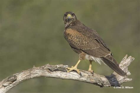 Image result for Hawk Traits