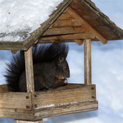 Erlebnis Eichhörnliweg Arosa