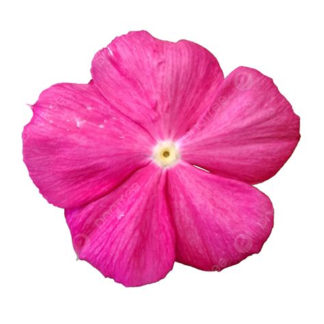 Fresh Pink Periwinkle Flower, Pink, Fresh Pink Flower, Pink Periwinkle ...