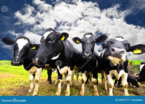Cows on the field stock image. Image of black, ambewela - 33341777