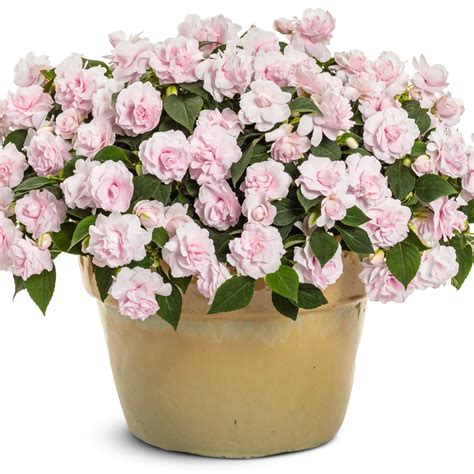 Double Impatiens | Rockapulco® Appleblossom | Proven Winners® Annuals ...