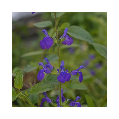 Salvia Blue Monrovia - BuyPlants.co.uk