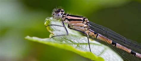 Clever Adaptations That Enable Insects To Thrive Worldwide [1 min read]