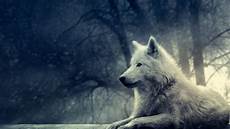 White Wolf Wallpaper 1920x1080 by White Wolf Hd Wallpaper Wallpapersafari White Wolf Wallpaper 1920x1080