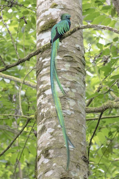 Resplendent Quetzal, National Bird of Guatemala | Smithsonian Photo ...